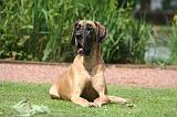DOGUE ALLEMAND 847
